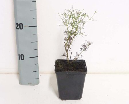 Coreopsis vert. 'Zagreb' geen maat specificatie 0,55L/P9cm - afbeelding 5