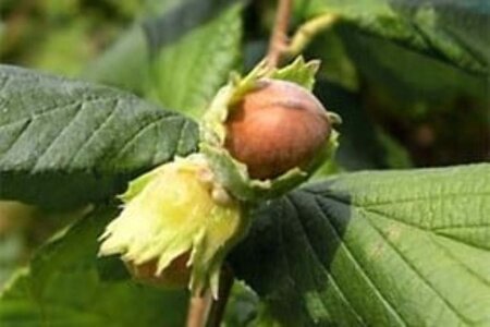 Corylus 'Webb's Prize Cob' 125-150 cm RB Single - image 1