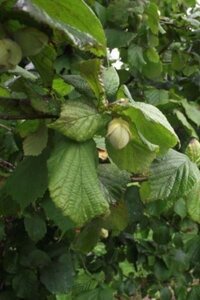 Corylus 'Webb's Prize Cob' 125-150 cm RB Single - image 2