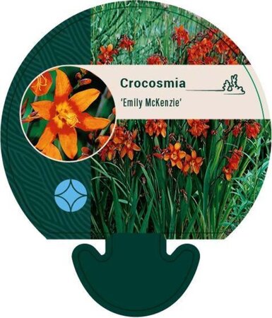 Crocosmia 'Emily McKenzie' geen maat specificatie 0,55L/P9cm