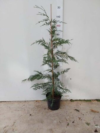 Cupressocyparis leylandii 100-125 cm cont. 4,0L - afbeelding 4