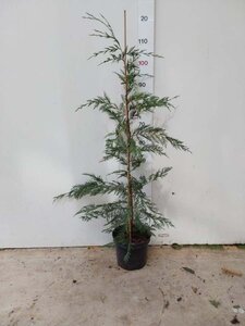 Cupressocyparis leylandii 100-125 cm cont. 4,0L - afbeelding 4