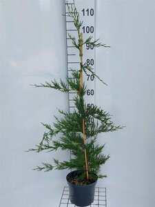 Cupressocyparis leylandii 100-125 cm cont. 4,0L - afbeelding 5