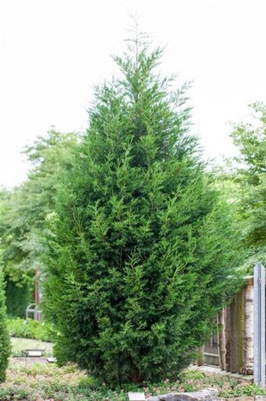 Cupressocyparis leylandii 100-125 cm cont. 4,0L - afbeelding 2