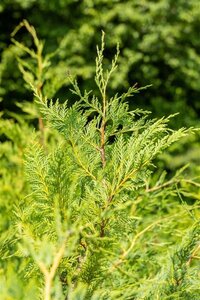 Cupressocyparis leylandii 100-125 cm cont. 4,0L - image 1