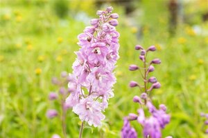 Delphinium (p) 'Astolat' geen maat specificatie 0,55L/P9cm - afbeelding 3