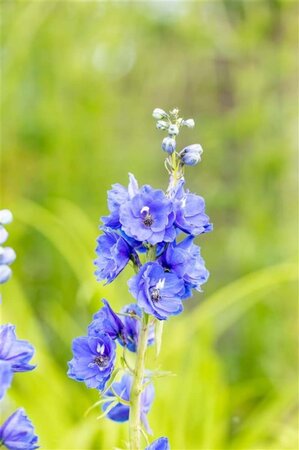 Delphinium (P) 'Blue Bird' geen maat specificatie 0,55L/P9cm - afbeelding 2