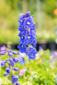 Delphinium (P) 'Blue Bird' geen maat specificatie 0,55L/P9cm - afbeelding 3