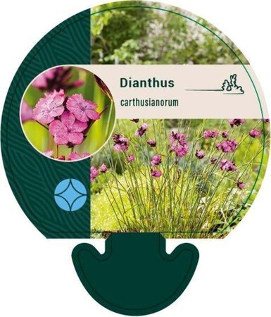 Dianthus carthusianorum geen maat specificatie 0,55L/P9cm