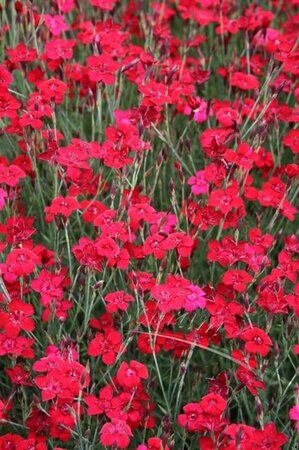 Dianthus delt. 'Flashing Light' geen maat specificatie 0,55L/P9cm - afbeelding 1