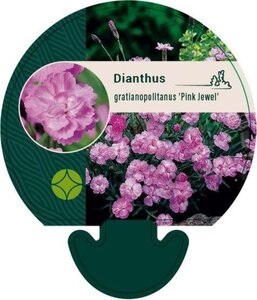 Dianthus grat. 'Pink Jewel' geen maat specificatie 0,55L/P9cm - image 1