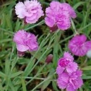 Dianthus grat. 'Pink Jewel' geen maat specificatie 0,55L/P9cm - image 2