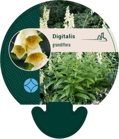 Digitalis grandiflora geen maat specificatie 0,55L/P9cm