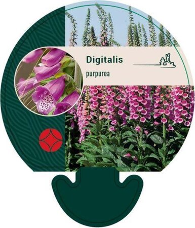 Digitalis purpurea geen maat specificatie 0,55L/P9cm - image 4