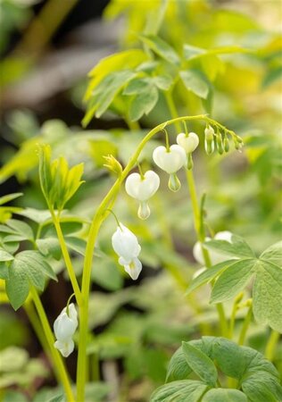 Dicentra spectabilis 'Alba' geen maat specificatie 0,55L/P9cm - afbeelding 2