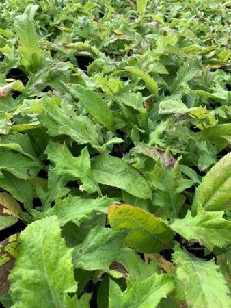 Echinops bannaticus 'Blue Globe' geen maat specificatie 0,55L/P9cm - afbeelding 2