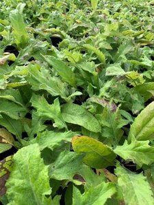 Echinops bannaticus 'Blue Globe' geen maat specificatie 0,55L/P9cm - afbeelding 2