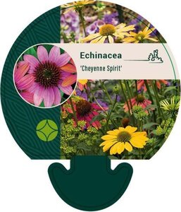 Echinacea 'Cheyenne Spirit' geen maat specificatie 0,55L/P9cm - image 2