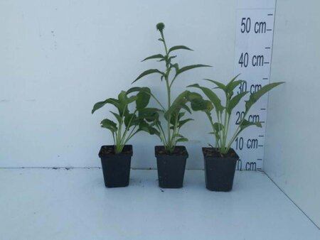 Echinacea p. 'Alba' geen maat specificatie 0,55L/P9cm - afbeelding 5