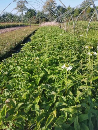 Echinacea p. 'Alba' geen maat specificatie 0,55L/P9cm - afbeelding 1