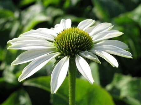 Echinacea p. 'Alba' geen maat specificatie 0,55L/P9cm - afbeelding 8