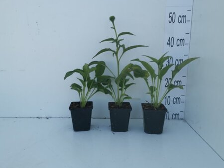 Echinacea p. 'Alba' geen maat specificatie 0,55L/P9cm - afbeelding 2