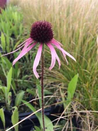 Echinacea pallida geen maat specificatie 0,55L/P9cm - afbeelding 2