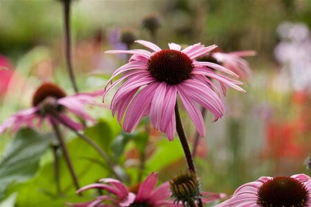 Echinacea p. 'Augustkönigin' geen maat specificatie 0,55L/P9cm - afbeelding 1