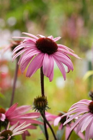 Echinacea p. 'Augustkönigin' geen maat specificatie 0,55L/P9cm - afbeelding 2