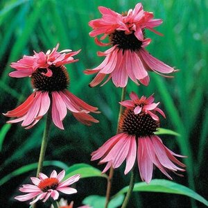 Echinacea p. 'Double-Decker' geen maat specificatie 0,55L/P9cm - afbeelding 2