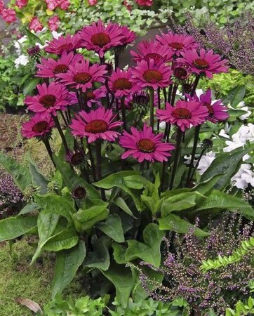 Echinacea p. 'Fatal Attraction' geen maat specificatie 0,55L/P9cm - afbeelding 3