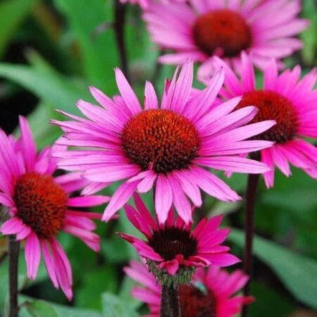 Echinacea p. 'Fatal Attraction' geen maat specificatie 0,55L/P9cm - afbeelding 2