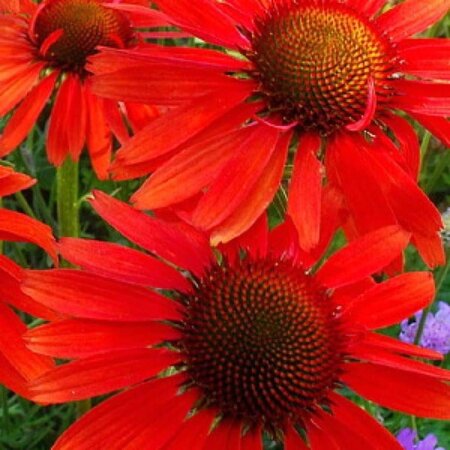 Echinacea p. 'Hot Lava' geen maat specificatie 0,55L/P9cm