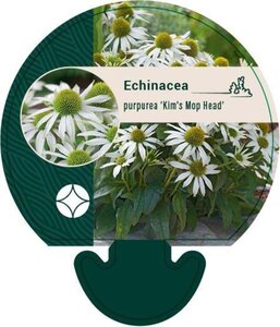 Echinacea p. 'Kim's Mop Head' geen maat specificatie 0,55L/P9cm