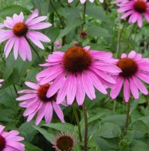 Echinacea p. 'Little Magnus' geen maat specificatie 0,55L/P9cm - image 1