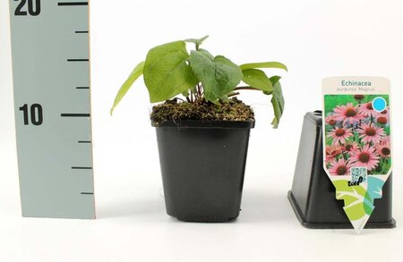 Echinacea p. 'Magnus' geen maat specificatie 0,55L/P9cm - afbeelding 4