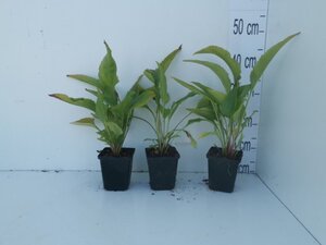 Echinacea p. 'Magnus' geen maat specificatie 0,55L/P9cm - image 7