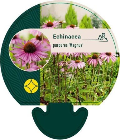 Echinacea p. 'Magnus' geen maat specificatie 0,55L/P9cm - image 1