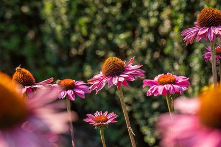 Echinacea p. Powwow Wild Berry geen maat specificatie 0,55L/P9cm - afbeelding 3