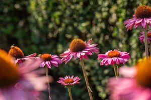 Echinacea p. Powwow Wild Berry geen maat specificatie 0,55L/P9cm - afbeelding 3