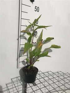 Echinacea purpurea geen maat specificatie cont. 1L - image 2