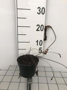 Echinacea purpurea geen maat specificatie cont. 1L - image 1