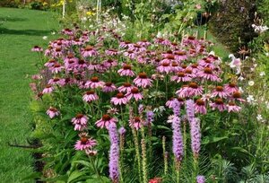 Echinacea purpurea geen maat specificatie 0,55L/P9cm - afbeelding 5