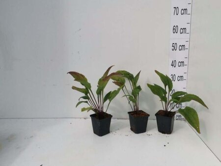 Echinacea purpurea geen maat specificatie 0,55L/P9cm - afbeelding 8