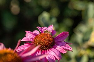 Echinacea purpurea geen maat specificatie 0,55L/P9cm - afbeelding 1