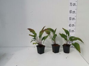 Echinacea purpurea geen maat specificatie 0,55L/P9cm - afbeelding 11