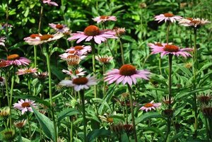 Echinacea purpurea geen maat specificatie 0,55L/P9cm - afbeelding 4