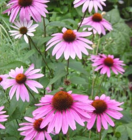 Echinacea purpurea geen maat specificatie 0,55L/P9cm - afbeelding 3