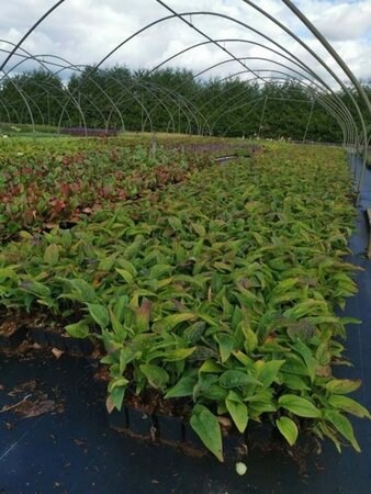 Echinacea purpurea geen maat specificatie 0,55L/P9cm - afbeelding 7