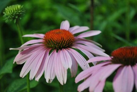 Echinacea purpurea geen maat specificatie 0,55L/P9cm - afbeelding 2